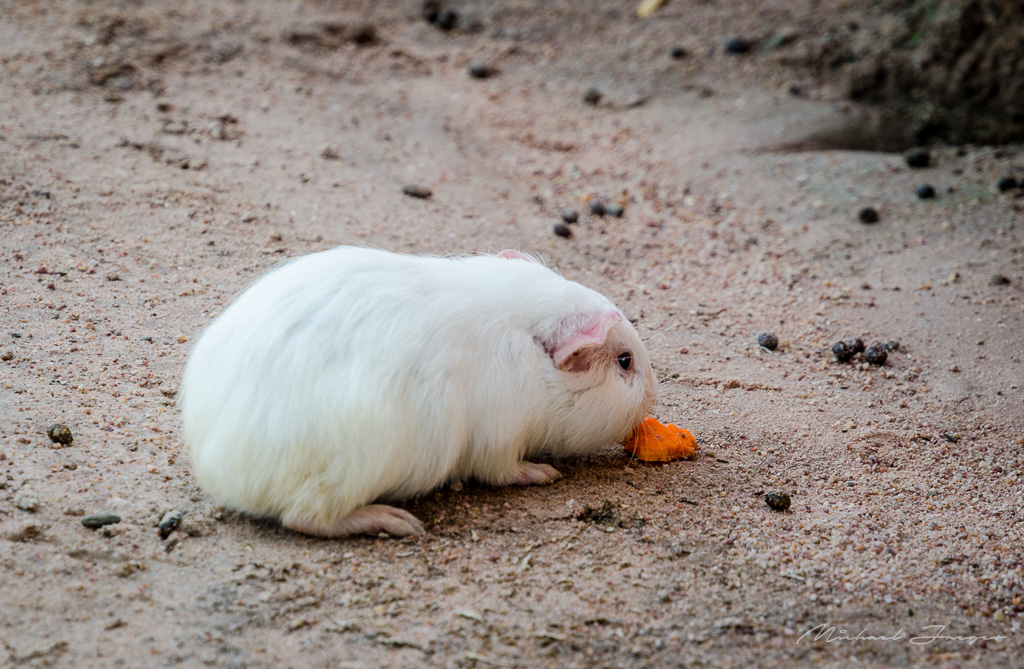 Hamster-1.jpg