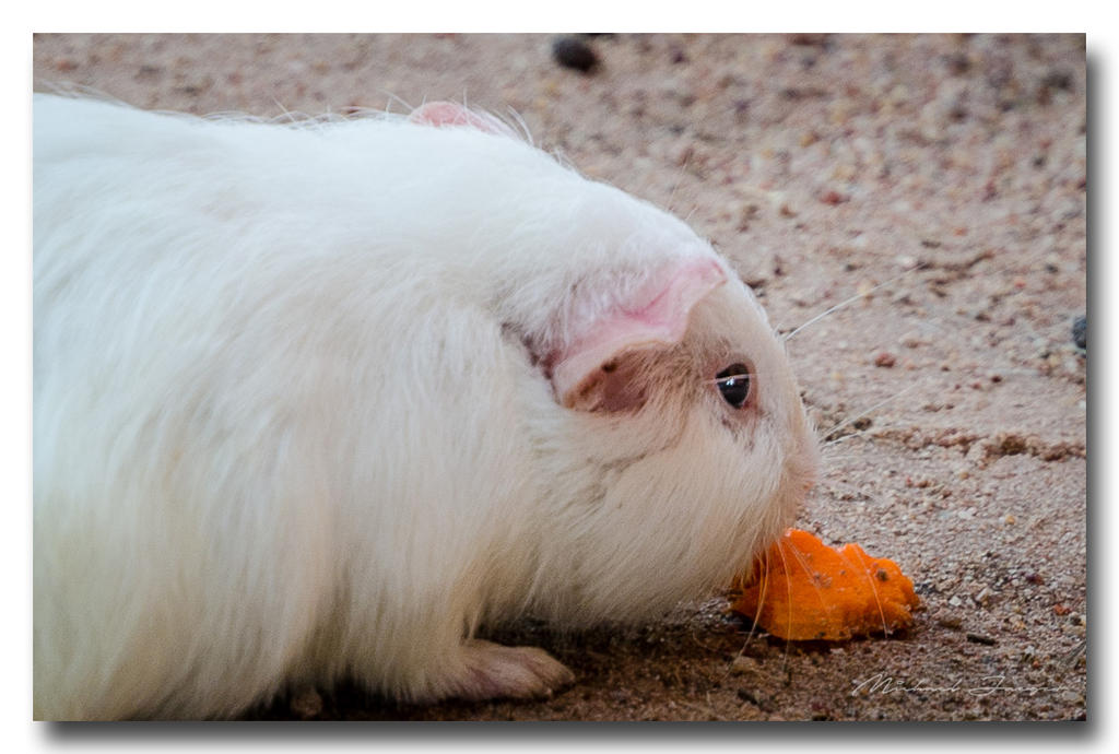 Hamster.jpg