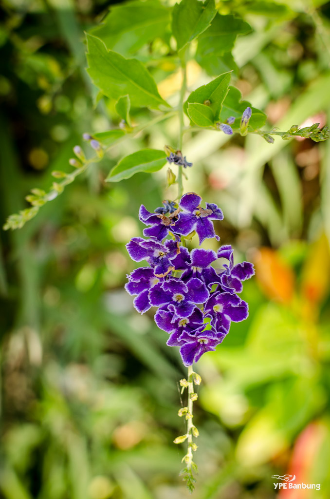 hanging-flower-1.jpg