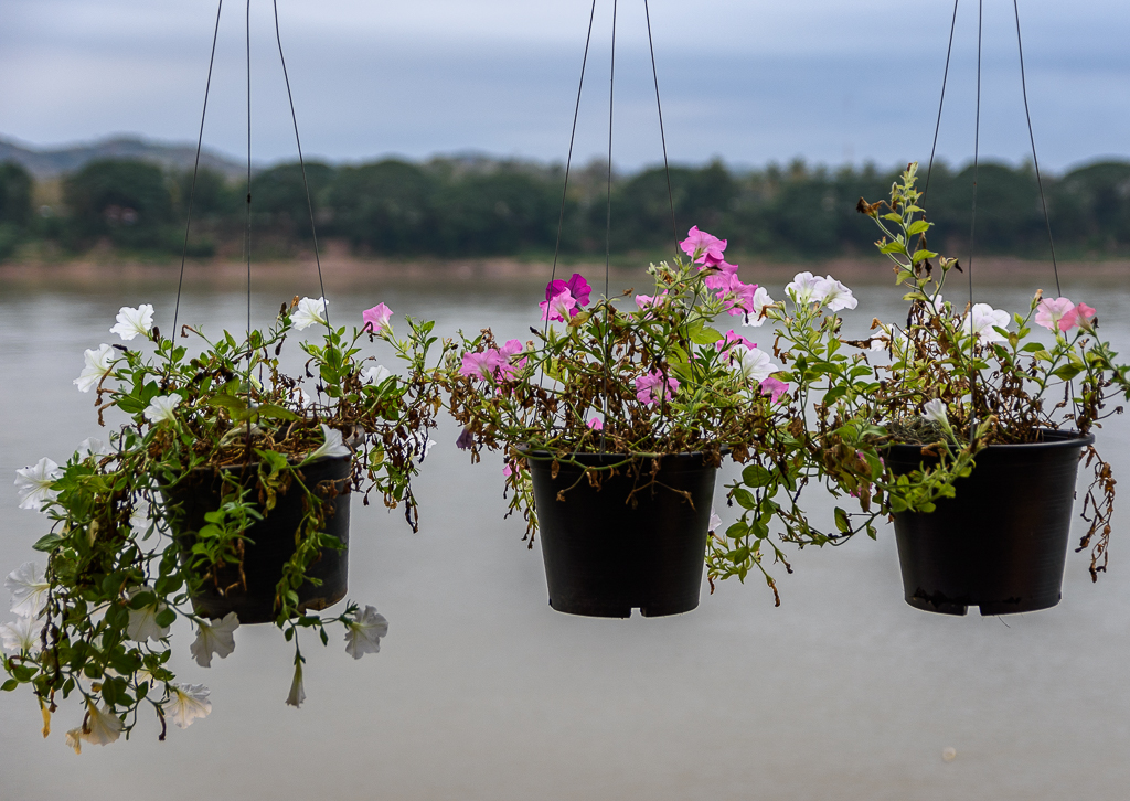 hanging-flower-1.jpg