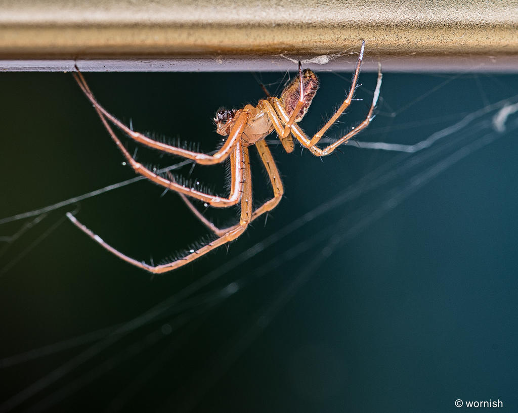 Hanging On.jpg