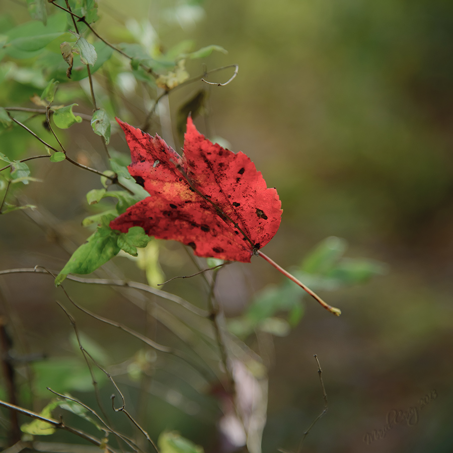 Hanging on.jpg