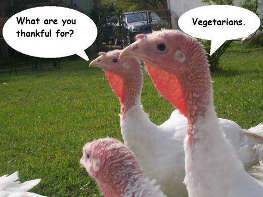 Happy-Thanksgiving-Funny-Memes-Turkey.jpg