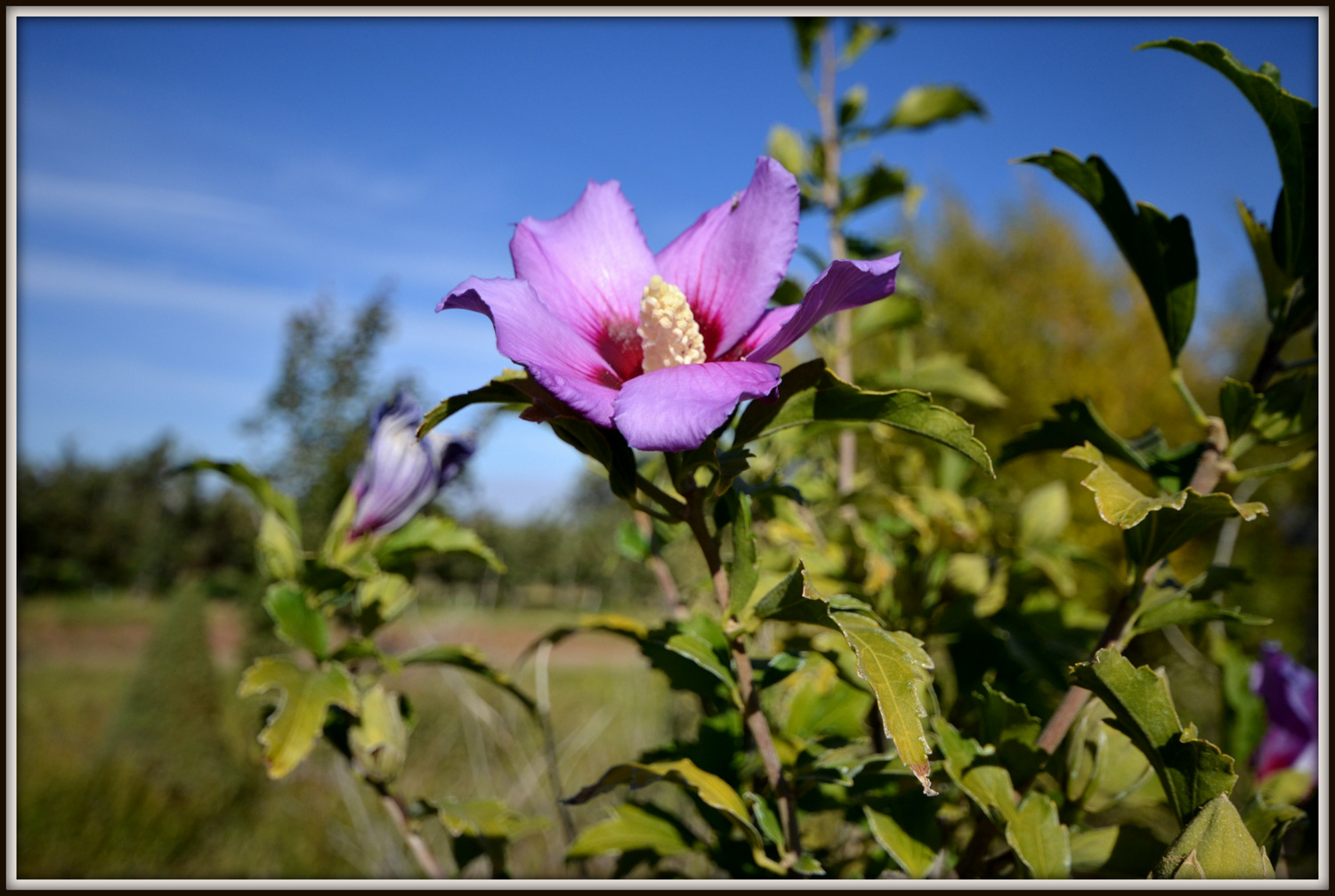 harveat 061.JPG