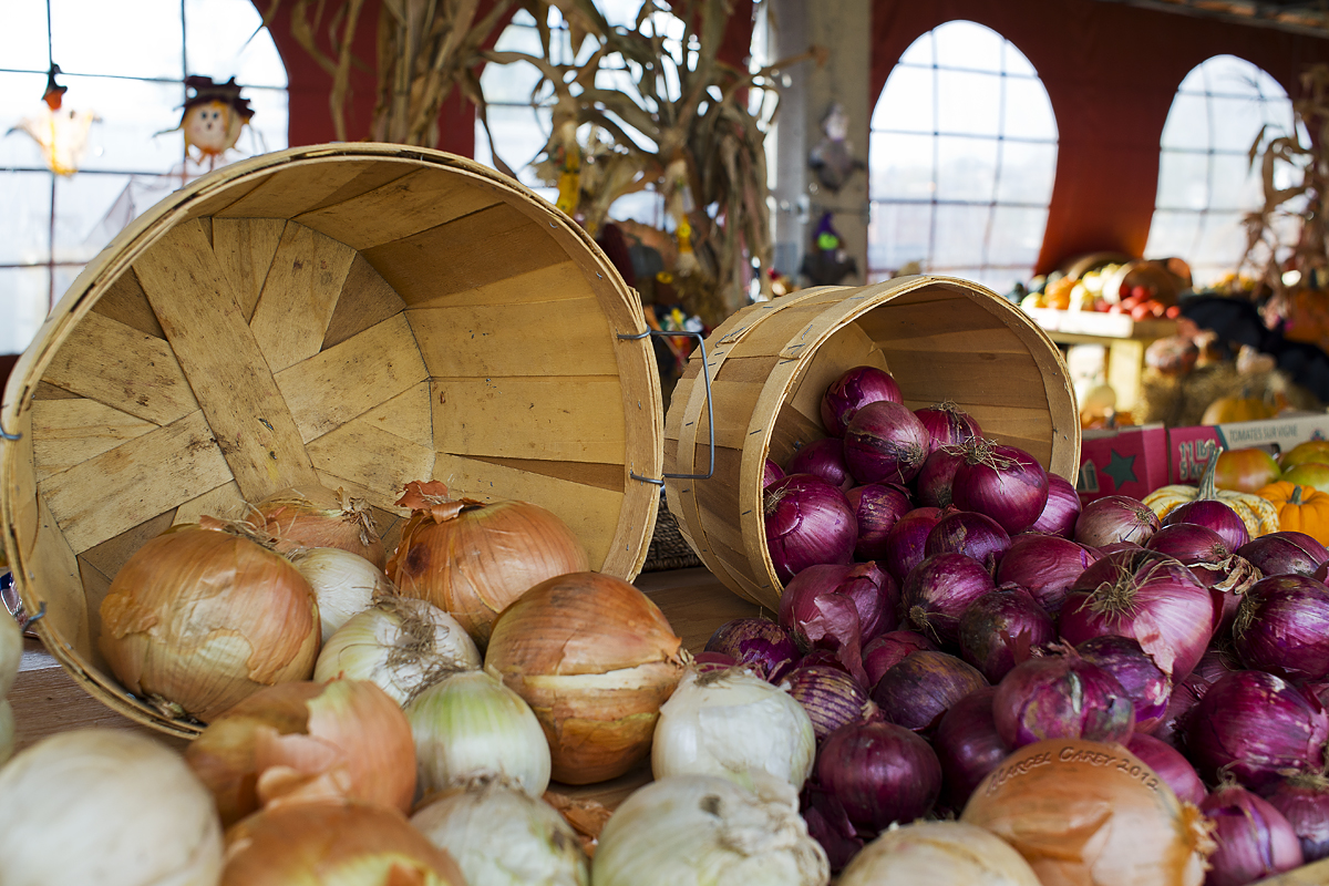 Harvest 2.jpg