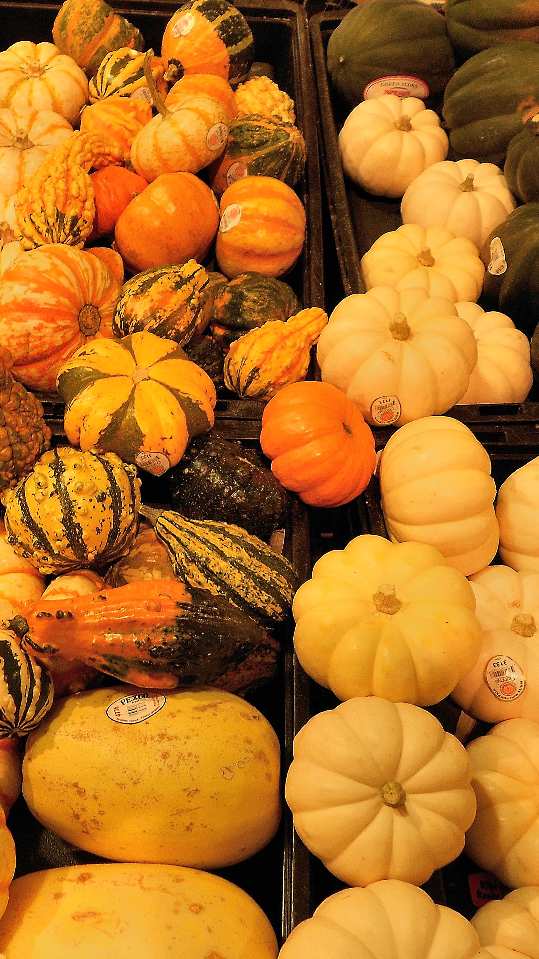 Harvest Crop 1.jpg