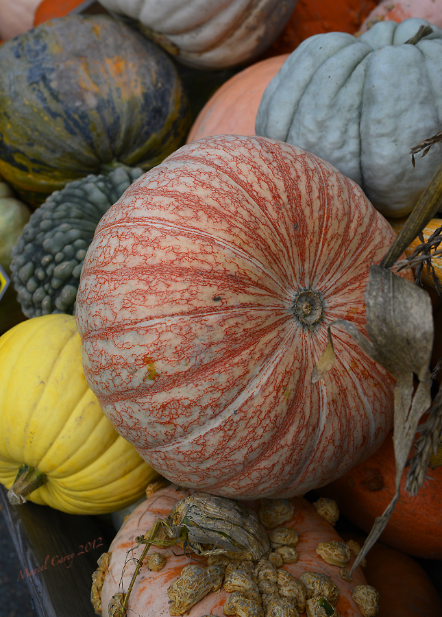 Harvest.jpg