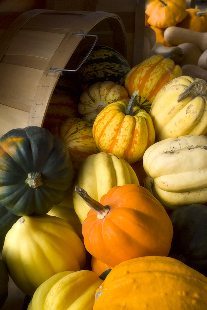 Harvest time.jpg