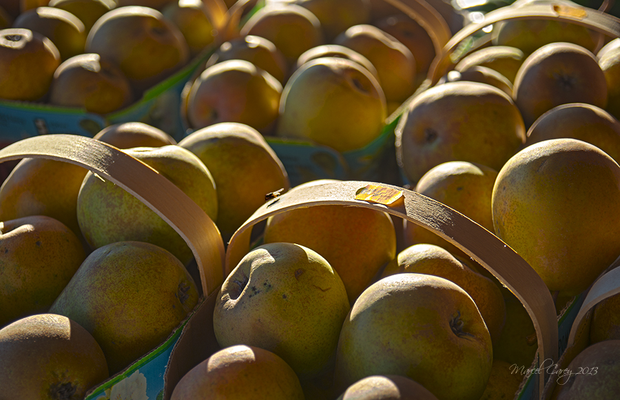 harvest2013.jpg