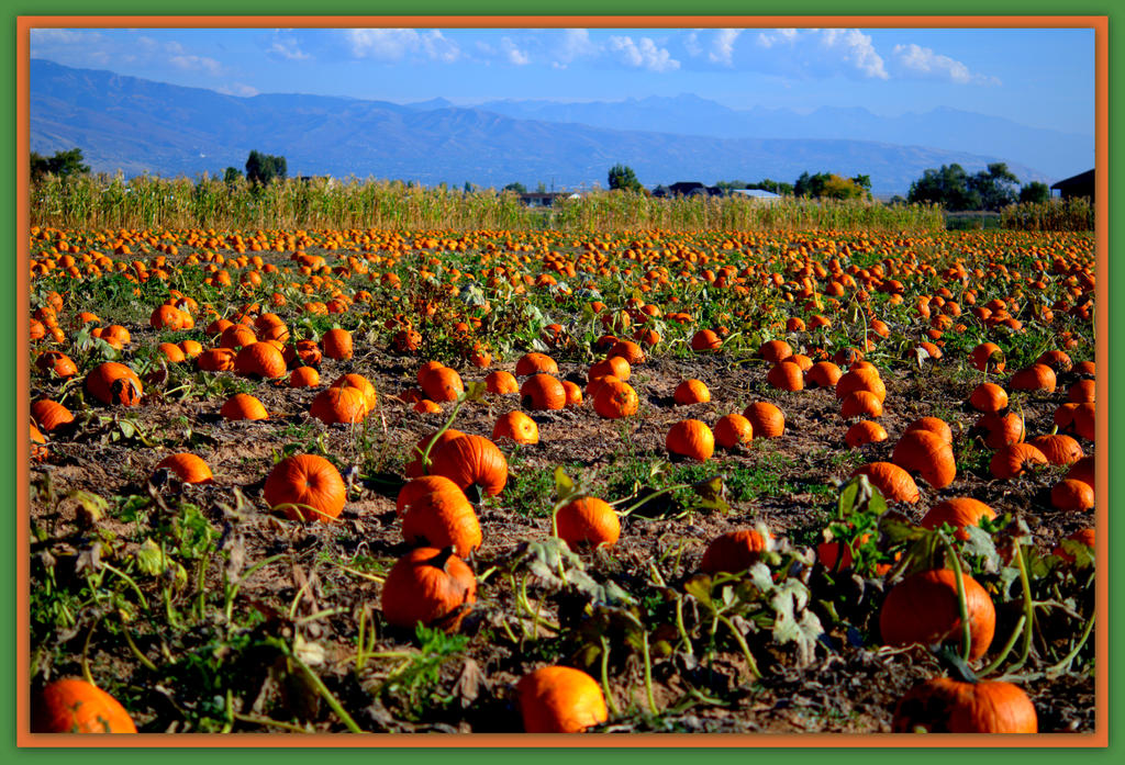 Harvesting Pumpkins.jpg