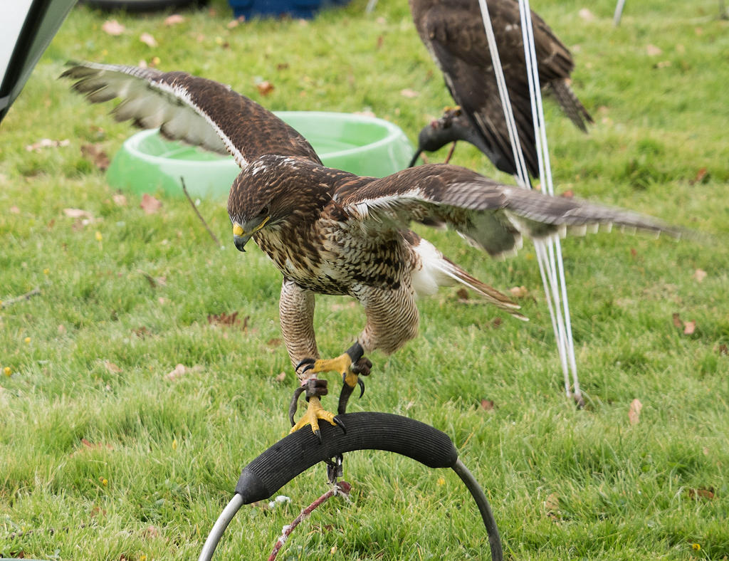 Hawk 1.jpg