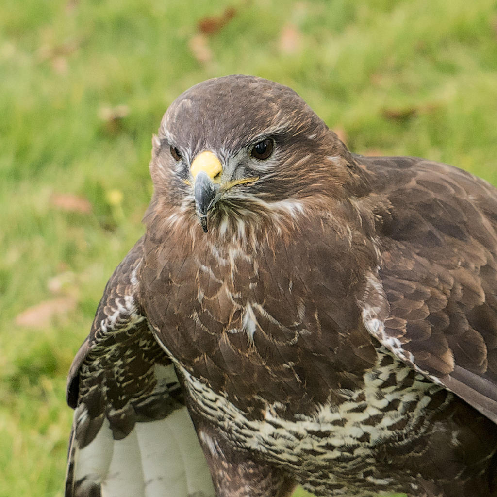 Hawk-2.jpg