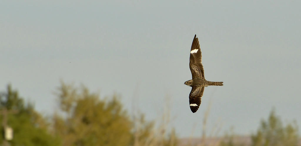 HAWK 254.jpg