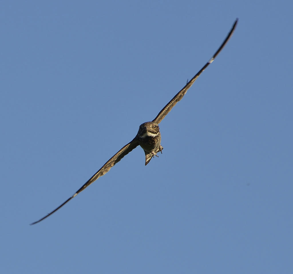 HAWK 289.jpg
