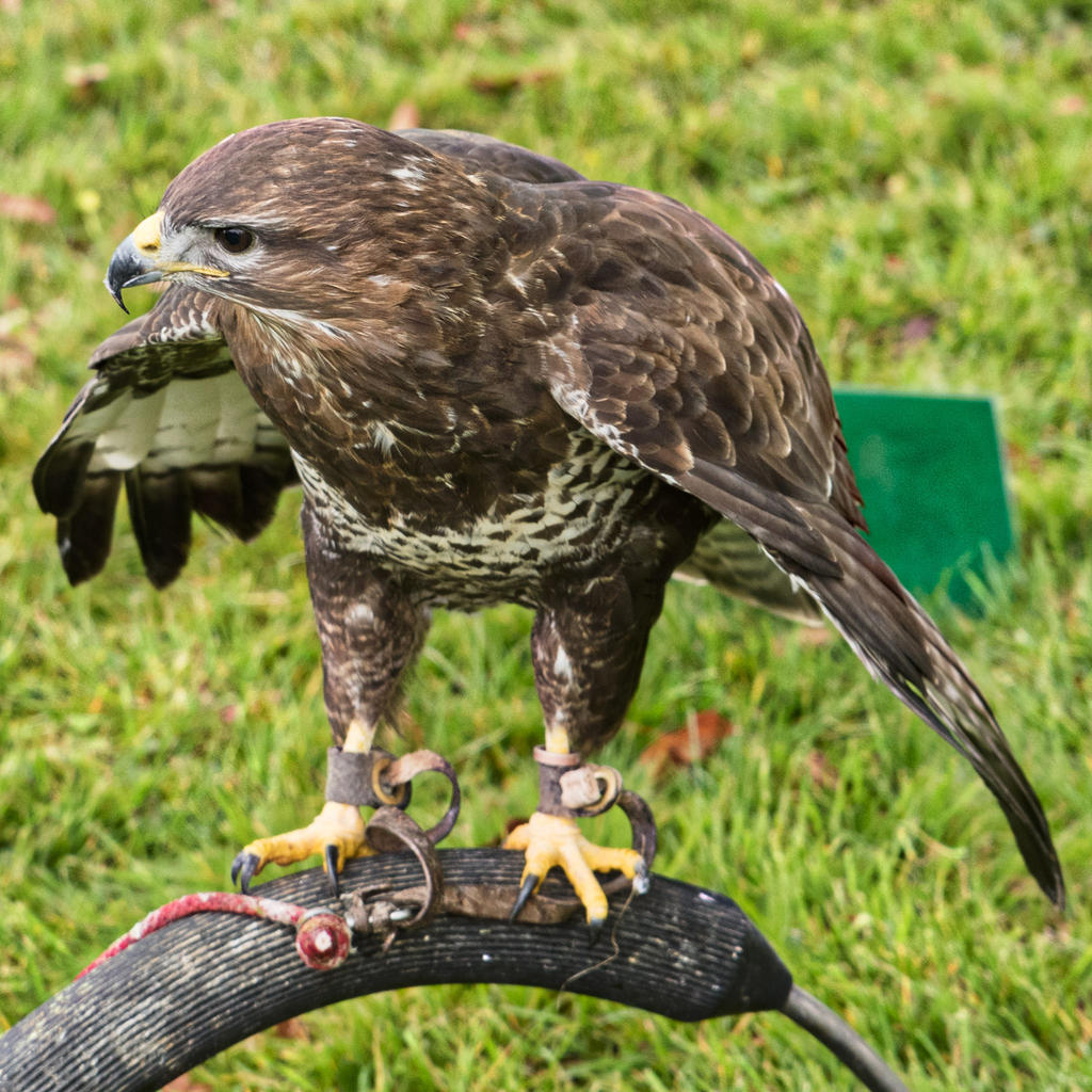 Hawk 3.jpg