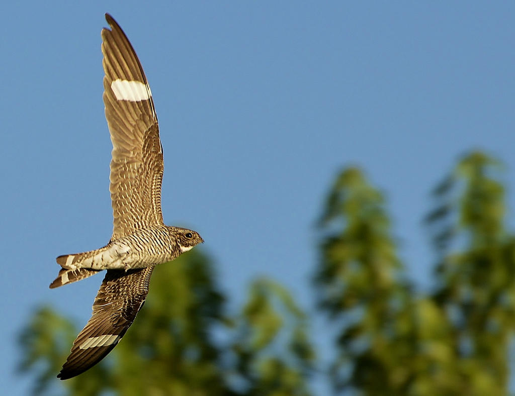 HAWK 345.jpg