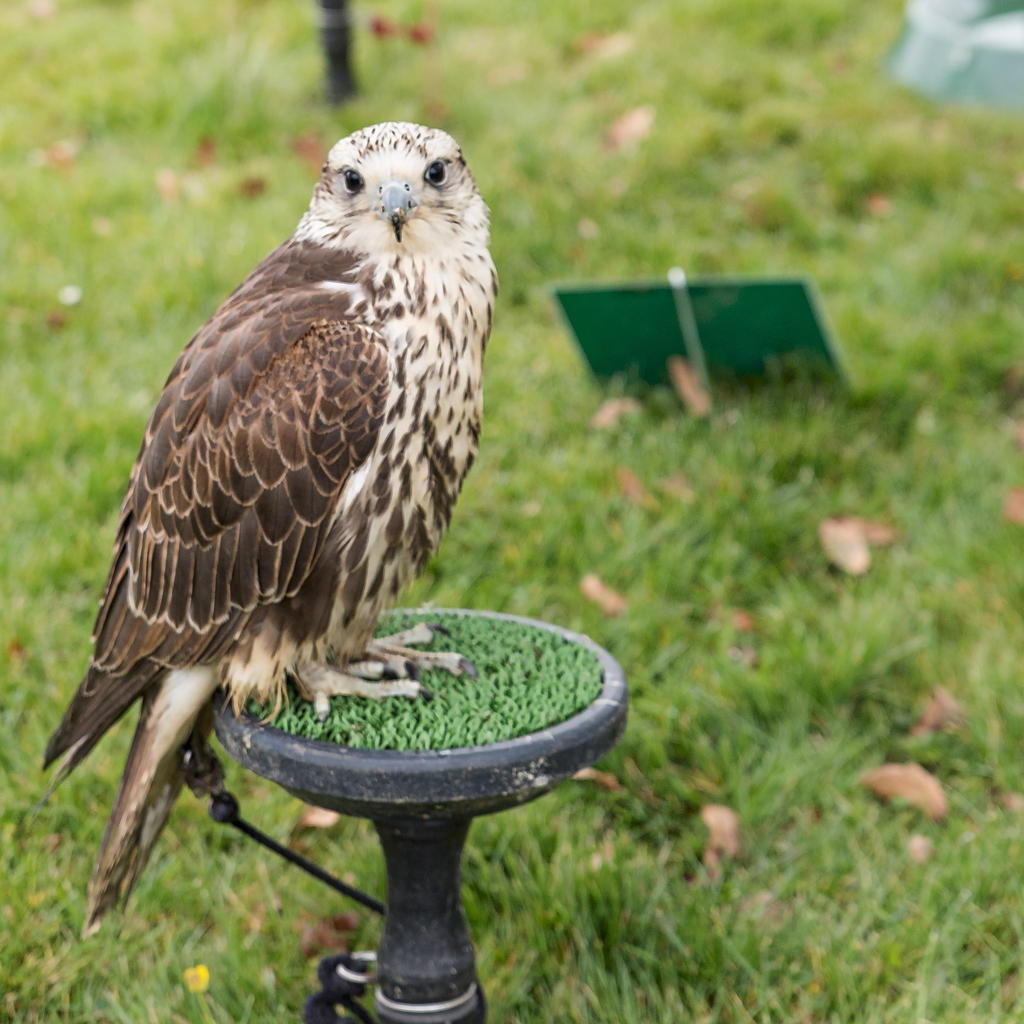 Hawk 4.jpg