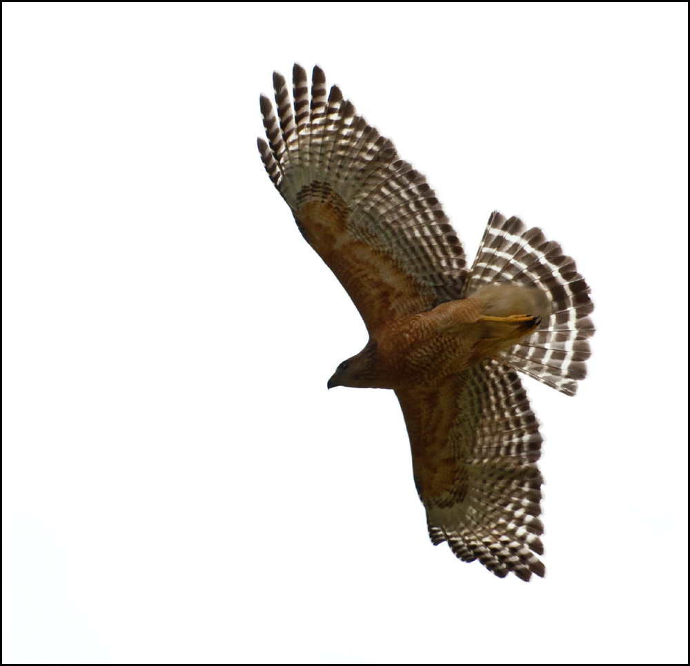 hawk 5.jpg