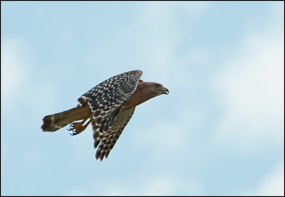 hawk 6.jpg