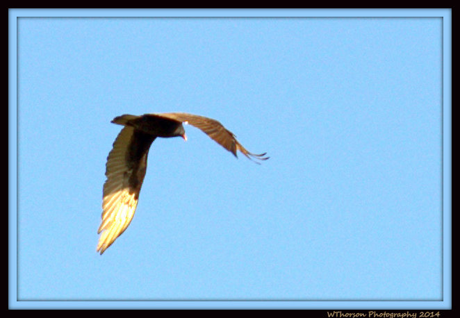 Hawk in Flight 2.jpg