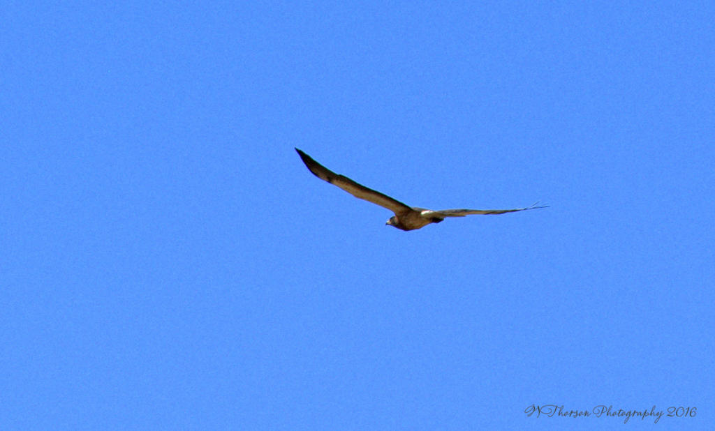 Hawk in Flight 7-23-2016.jpg