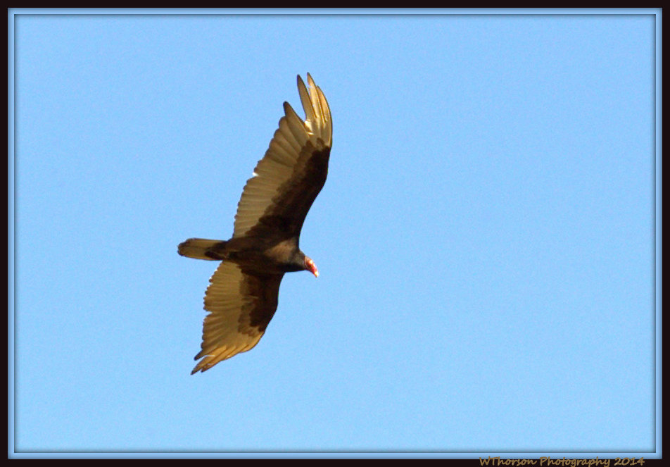 Hawk in Flight.jpg