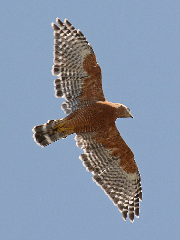 Hawk.jpg