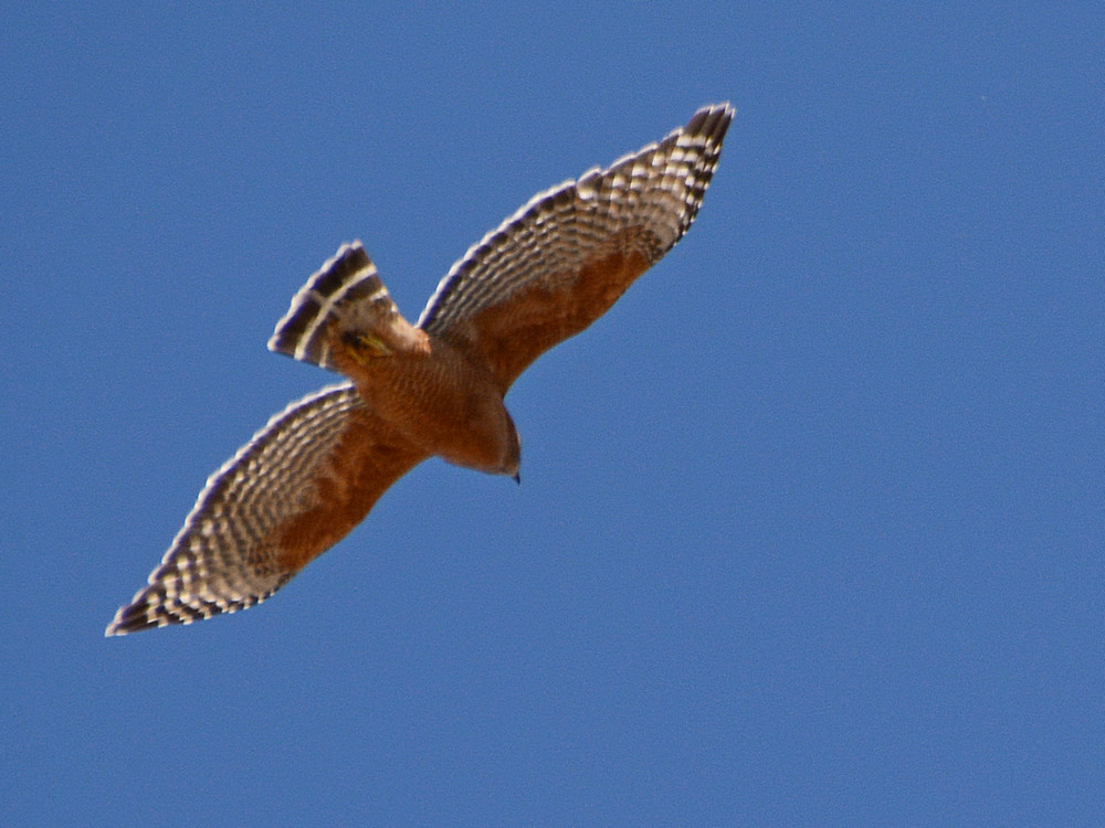 Hawk.jpg
