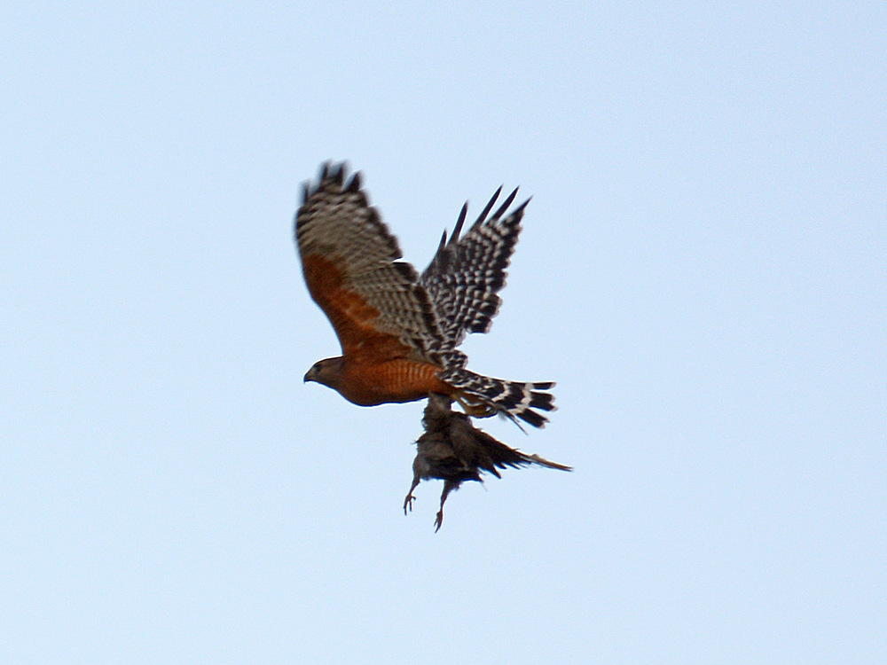 Hawk.jpg