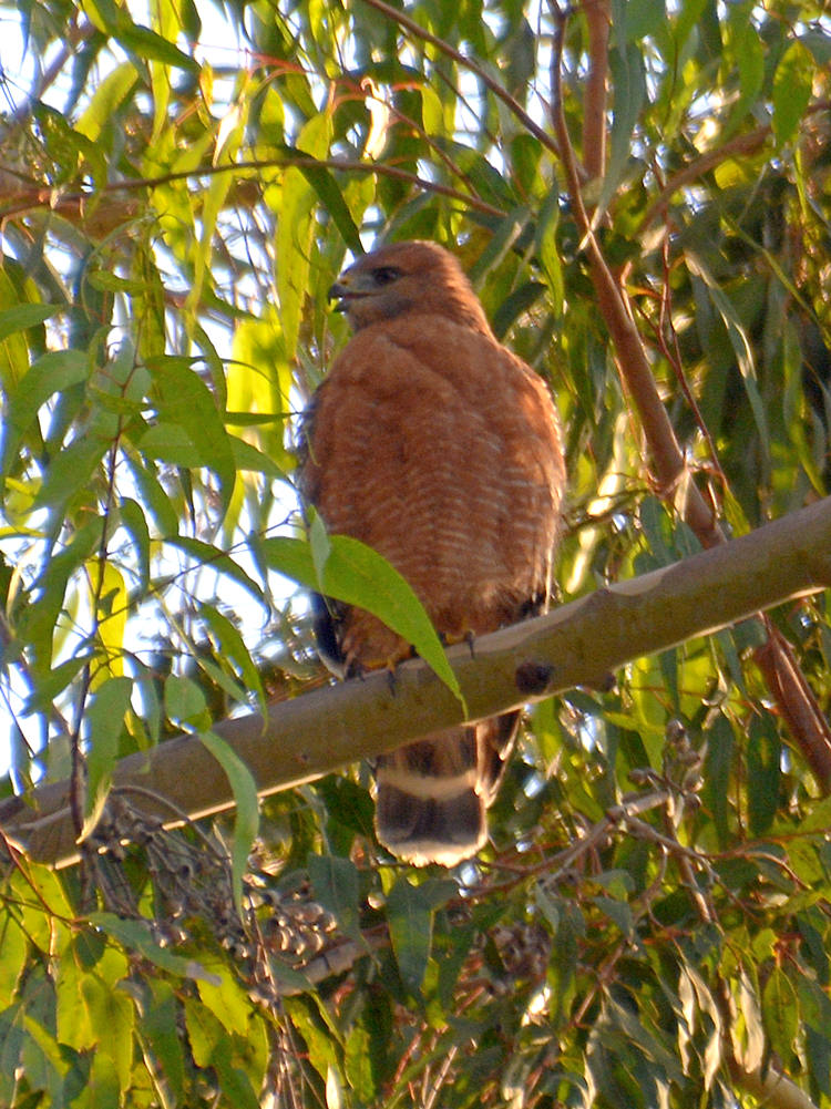 Hawk.jpg