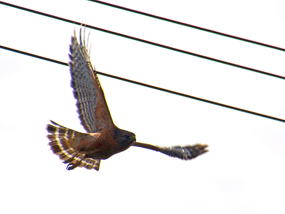 Hawk.jpg