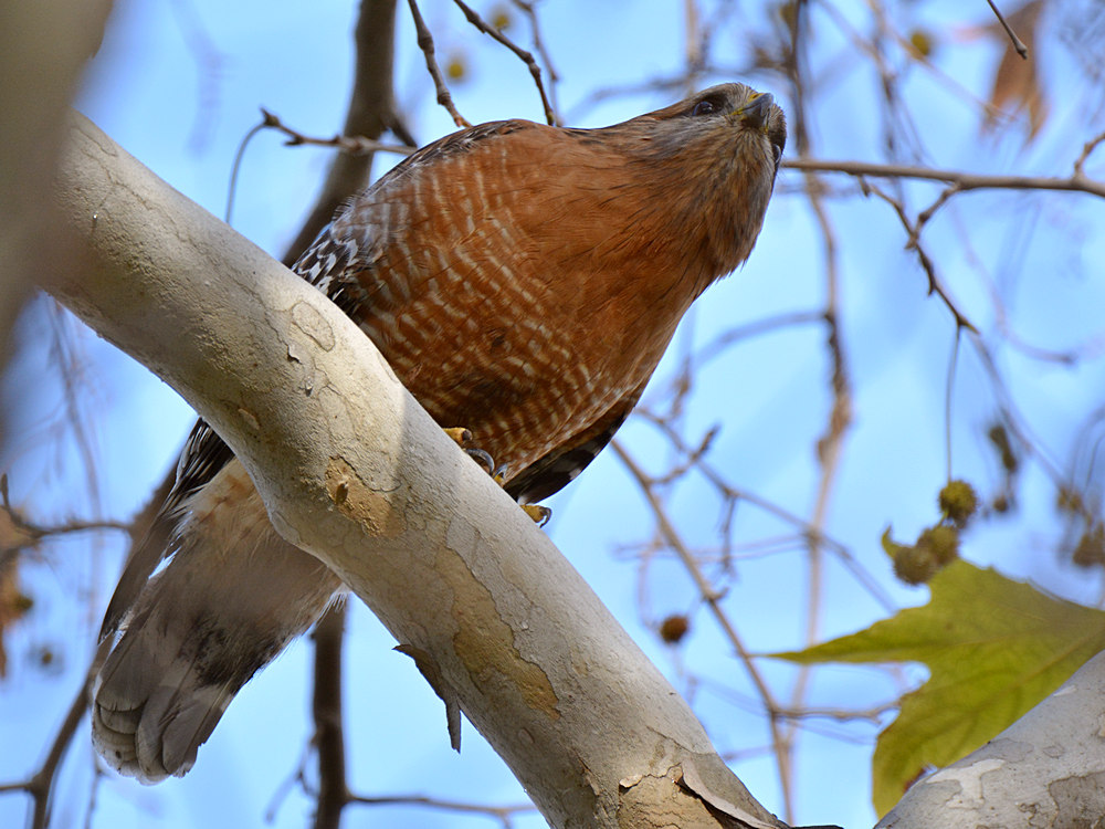 Hawk.jpg
