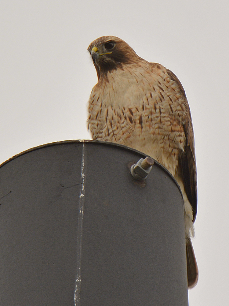 Hawk.jpg