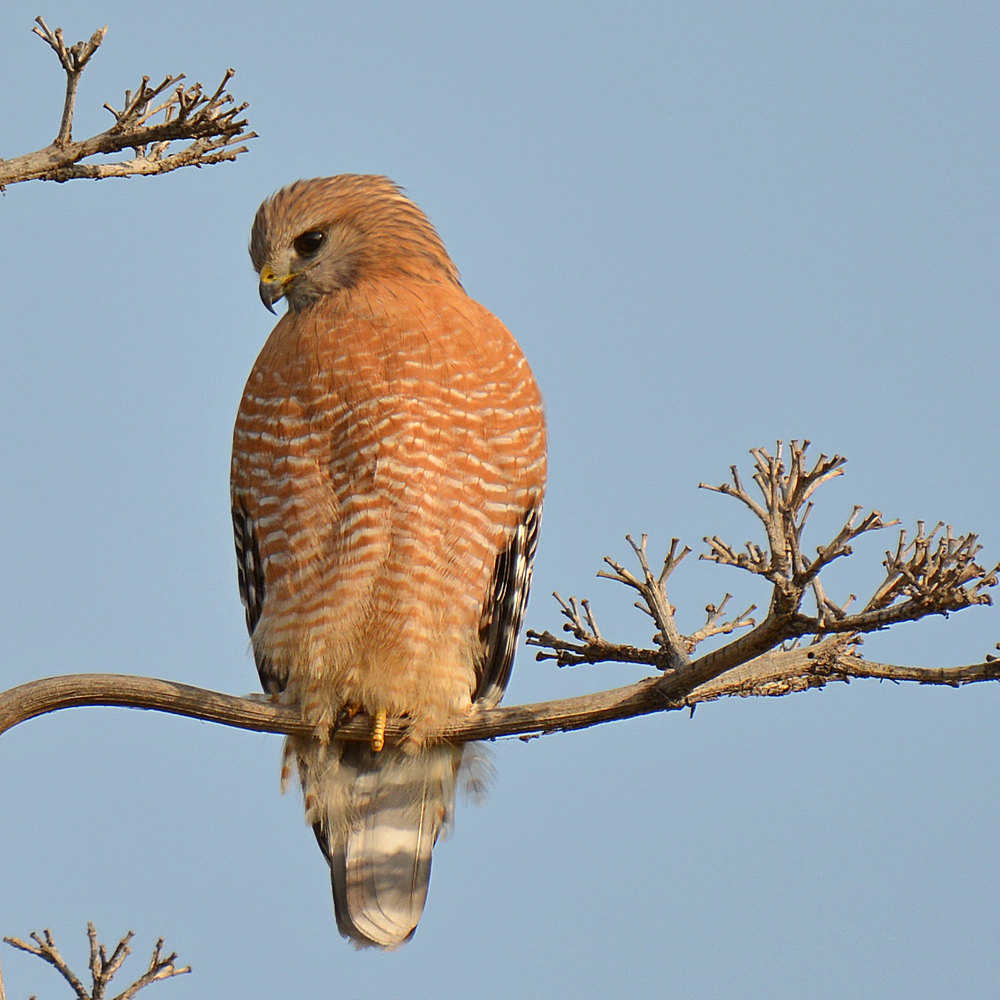 Hawk.jpg