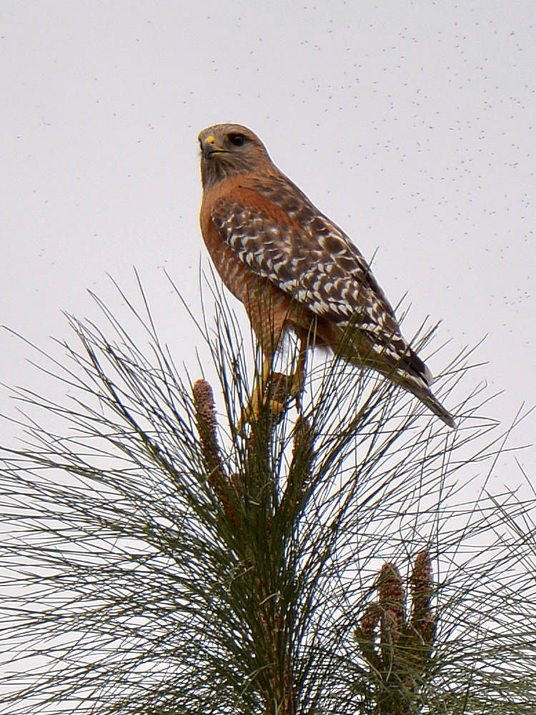 Hawk.jpg