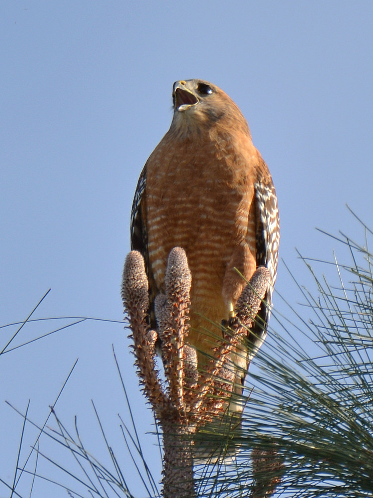 Hawk.jpg
