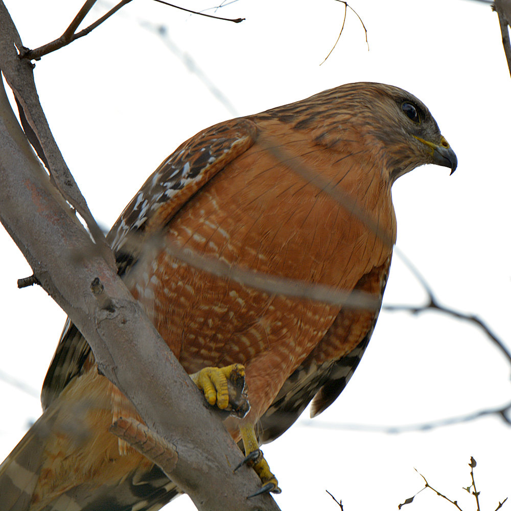 Hawk.jpg