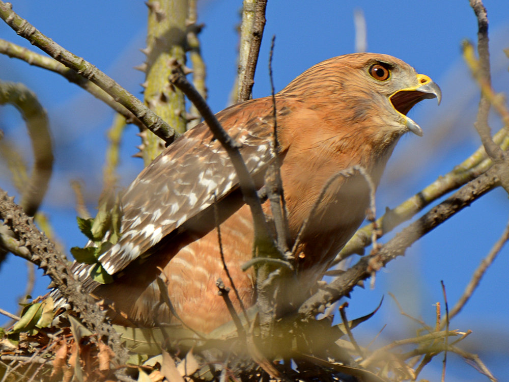 Hawk.jpg