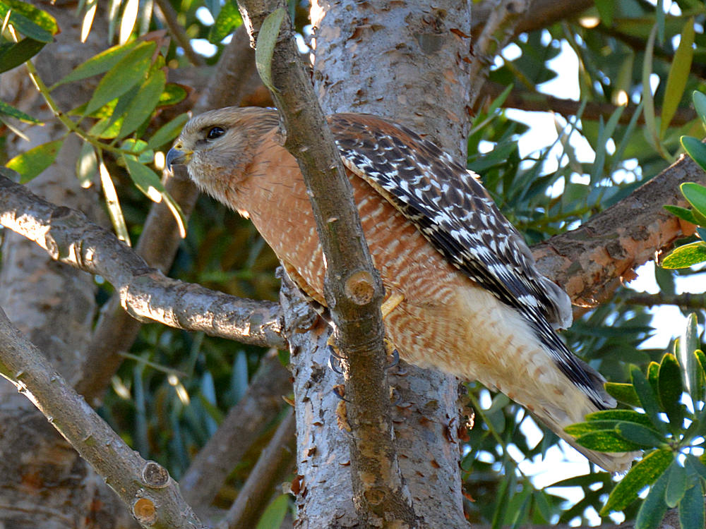 Hawk.jpg