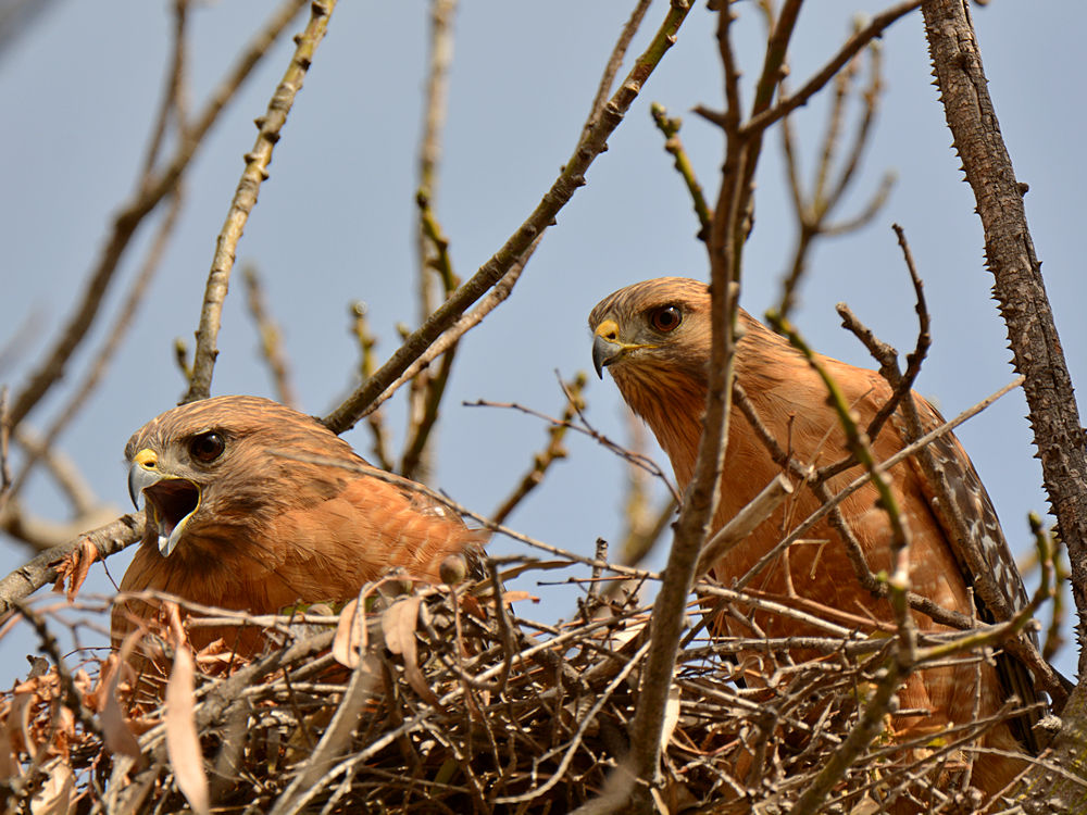 Hawk.jpg