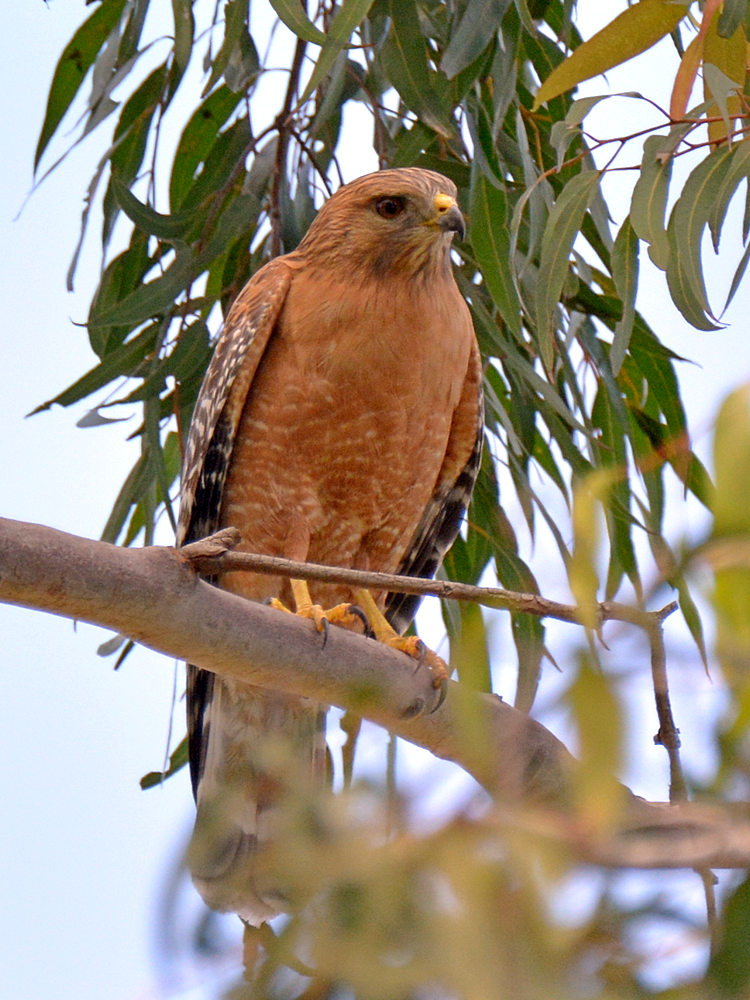 Hawk.jpg