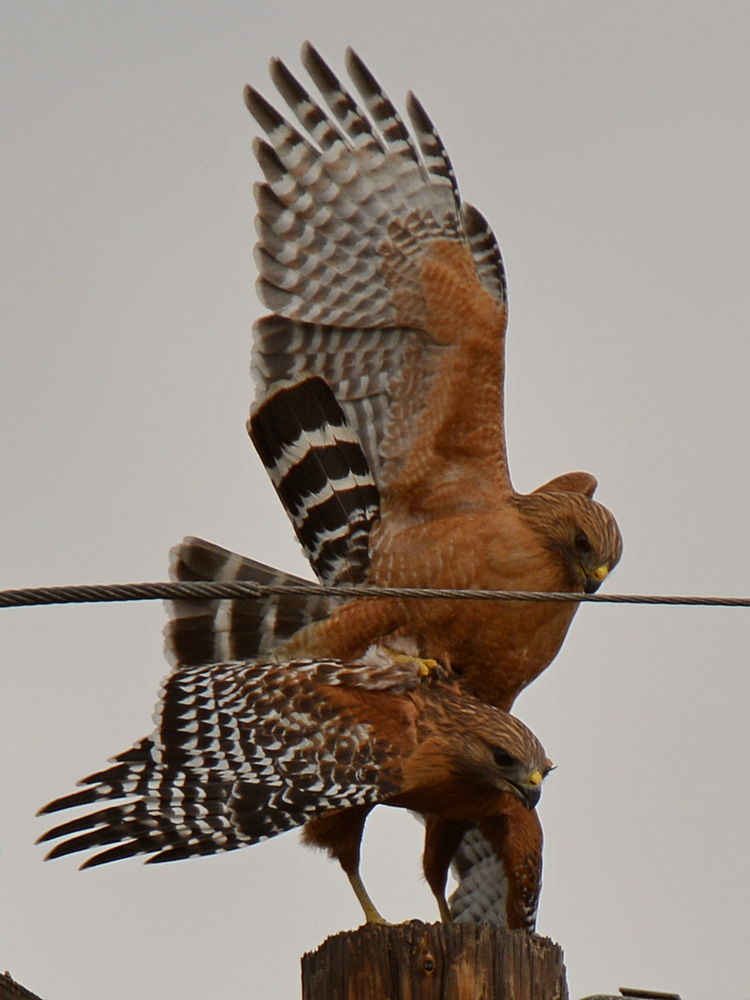 Hawk.jpg