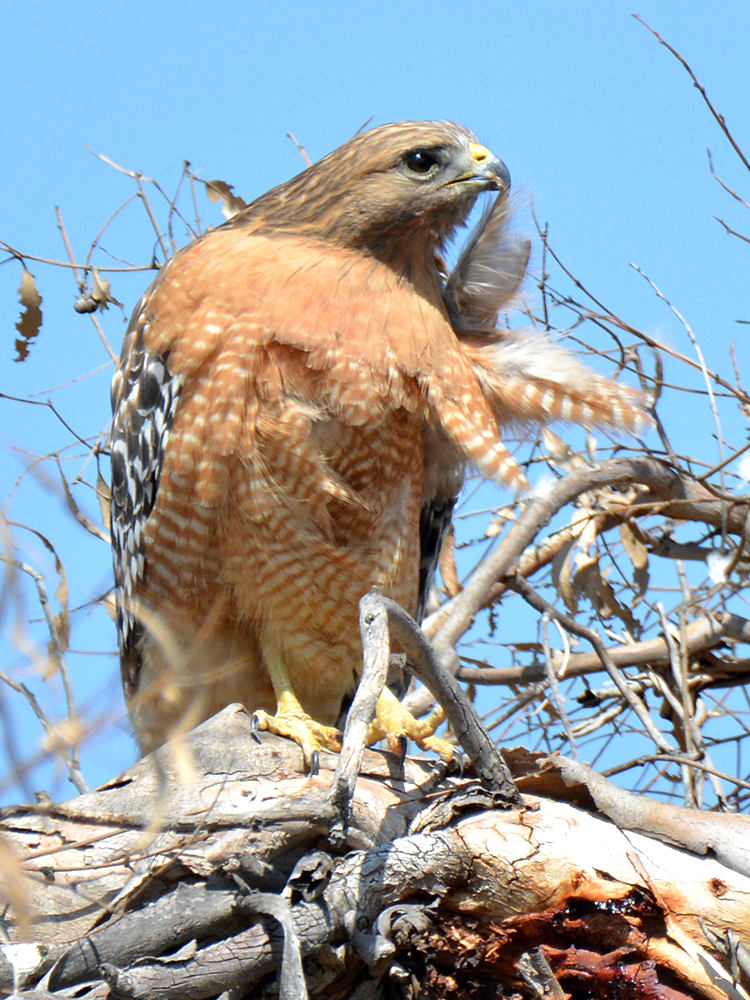 Hawk.jpg