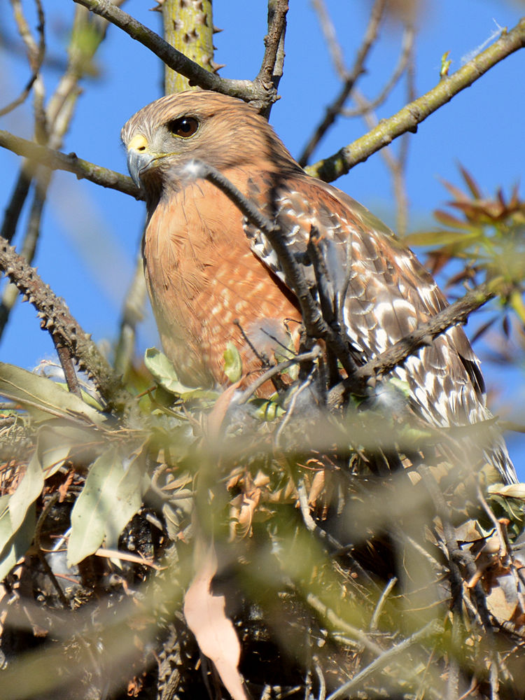 Hawk.jpg