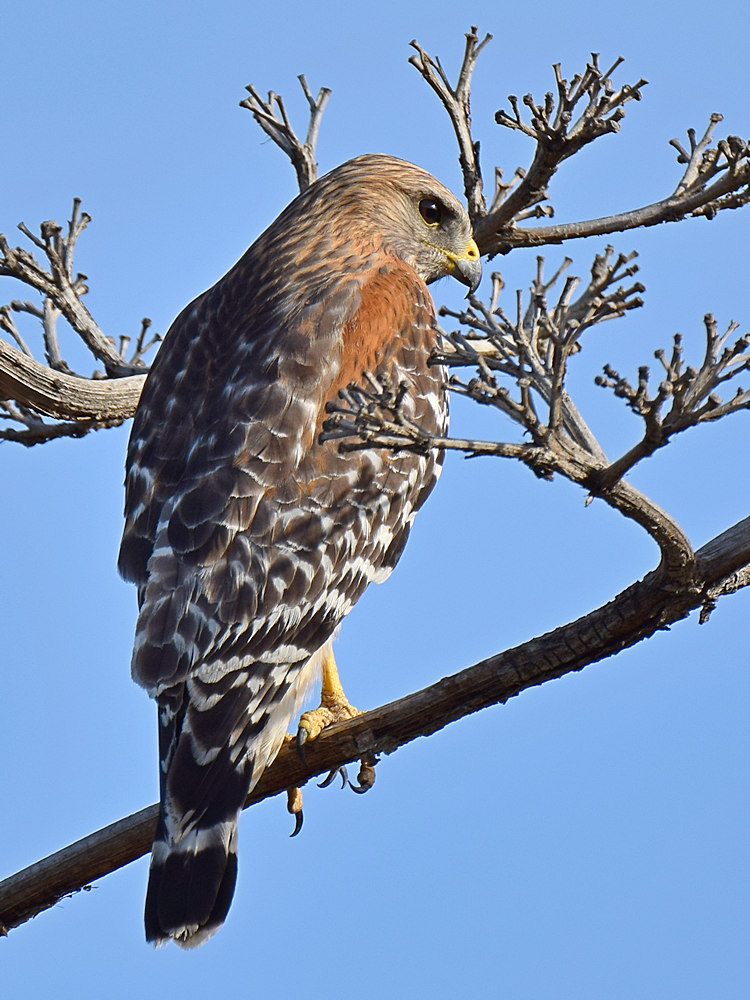 Hawk.jpg