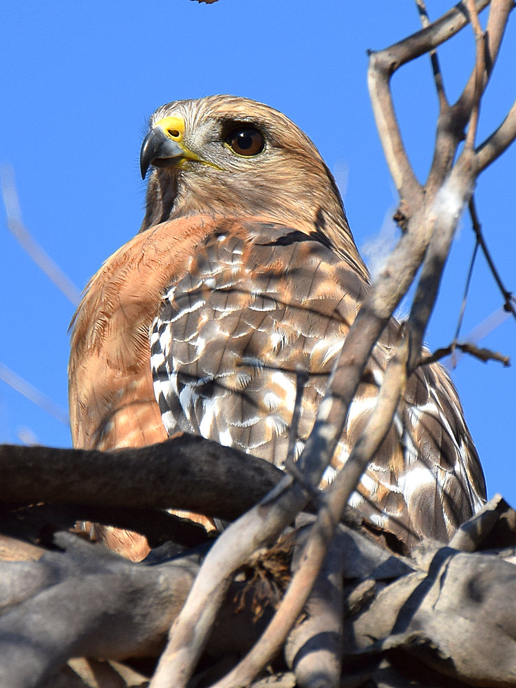 Hawk.jpg