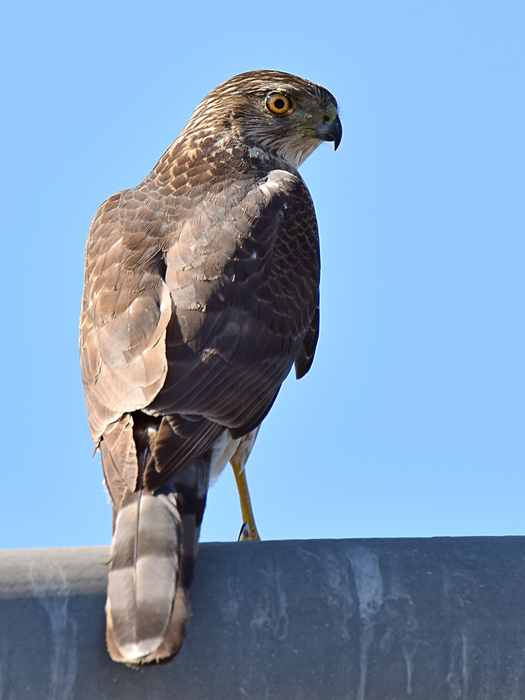 Hawk.jpg
