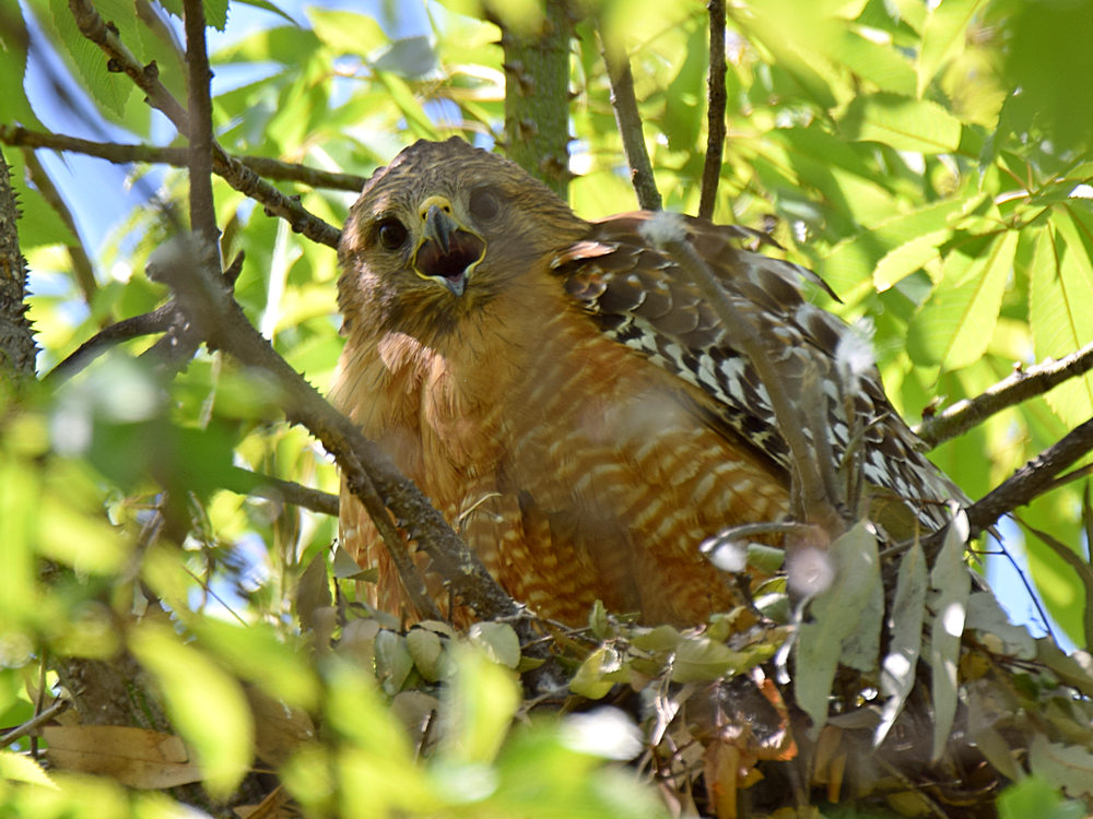 Hawk.jpg