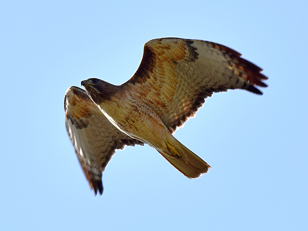 Hawk.jpg