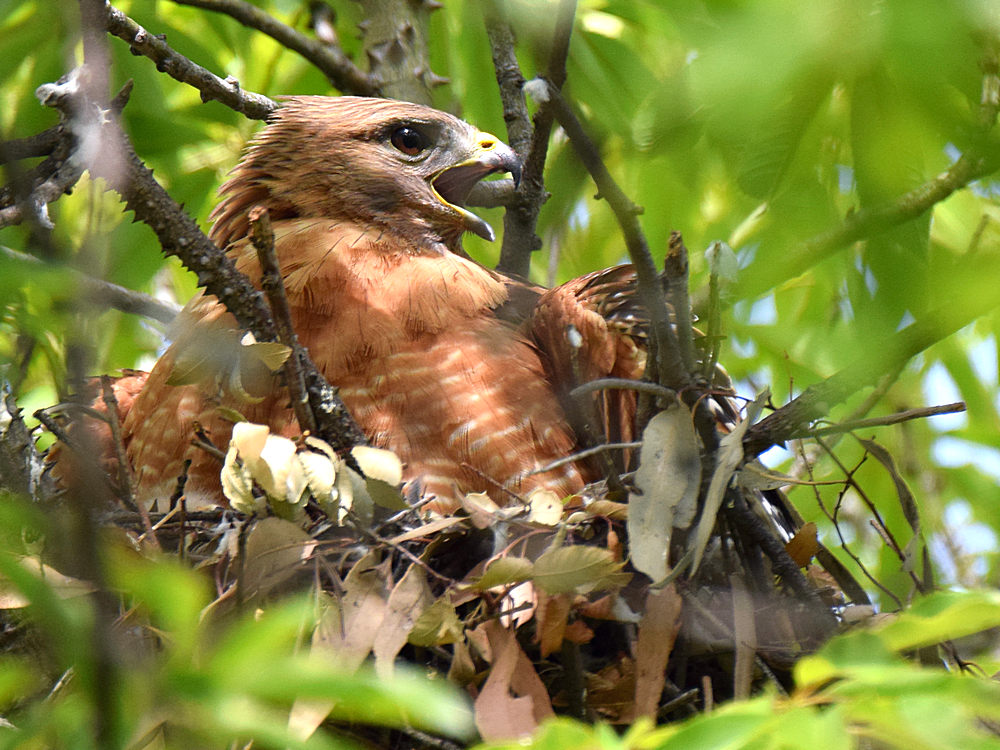 Hawk.jpg